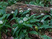 Stück Totholz mit einzelnen Blütengruppen davor
